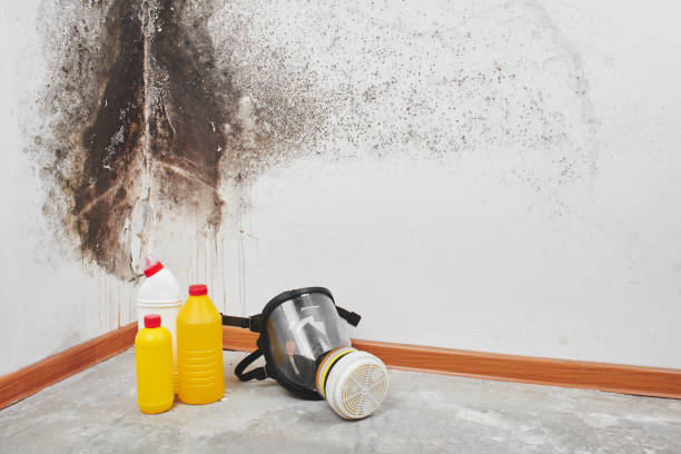 East Sonora, CA Mold Removal Company