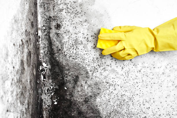 Best Mold Cleaning Services  in East Sonora, CA