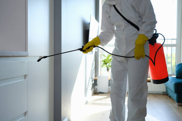 Best Same-Day Mold Removal  in East Sonora, CA