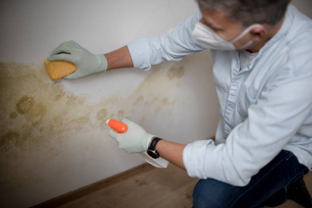 Best Affordable Mold Removal  in East Sonora, CA