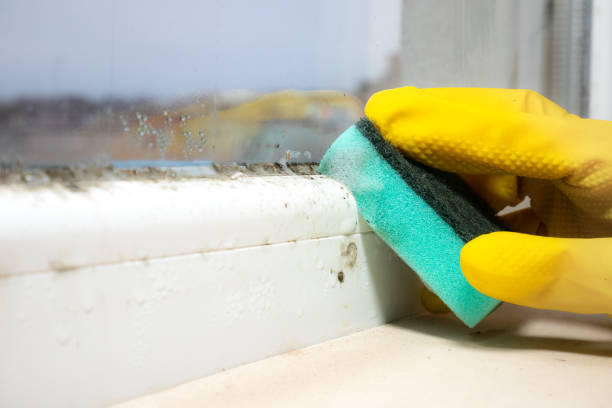 Best Residential Mold Removal  in East Sonora, CA