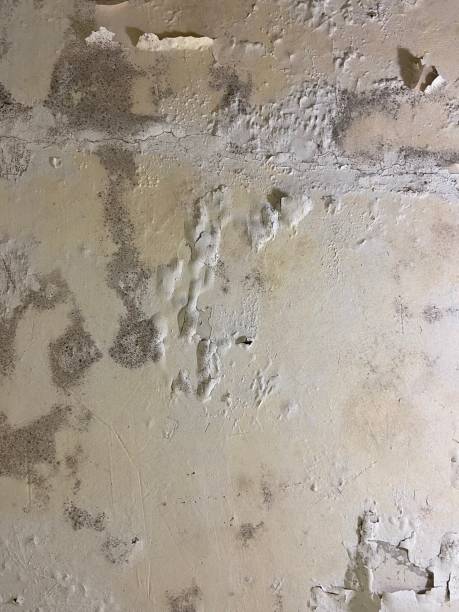 Best Black Mold Removal  in East Sonora, CA
