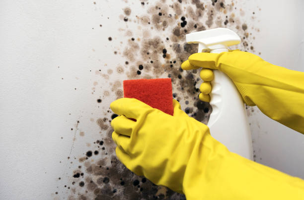 Best Certified Mold Removal  in East Sonora, CA