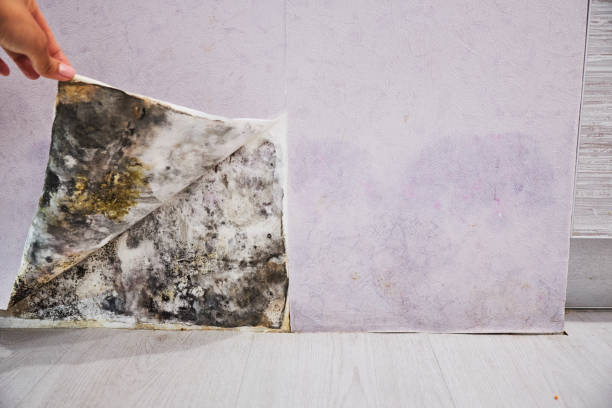 Best Toxic Mold Removal  in East Sonora, CA